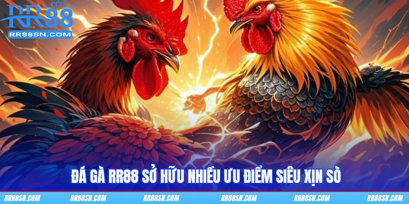 Đá gà RR88 sở hữu nhiều ưu điểm siêu xịn sò